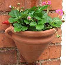 Gardening planters for your walls! Amphora Wall Pot Weston Mill Pottery Uk