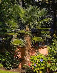 Während der vergangenen 30 jahre hat die ausbreitung der. Chinesische Hanfpalme Samen Kaufen Trachycarpus Fortunei Saatgut Hier Bestellen
