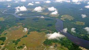 Image result for Viscum congolense