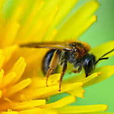 Dandelion has many benefits, it can be used to fight inflammation, as an 18 benefits of dandelion backed by science. Dandelion 18 Health Benefits Backed By Science Ecosh Life