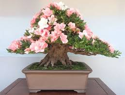 Pin By Bonsai On Bonsai Bonsai Flower Azalea Festival Bonsai