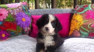 Maybe you would like to learn more about one of these? Bernese Mountain Dog And Puppies For Sale In Houston Texas Youtube