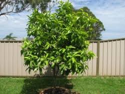 White champaca, white sandalwood, syn magnolia, native: Buy Michelia Alba Pak Lan Grafted Tree Michelia Alba