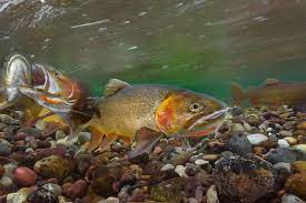 Yellowstone National Park Threatened Species Are Thriving In Yellowstone Now What Cutthroat Trout Trout Fishing Photography