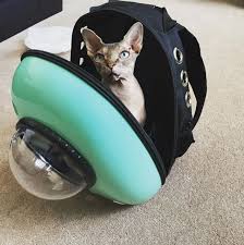 Adoption fees determined by age of the cat and discounts will be provided for health or special needs. Sphynx Maine Coons Rag Dolls Persians Bengals Siamese Cats And M Your Cat Backpack