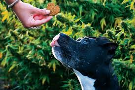 Shop pet releaf's online store for our most popular cbd products. Cbd Pet Products Are Riding High Pet Age