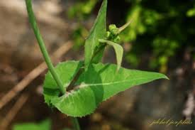 Image result for Sonchus dregeanus