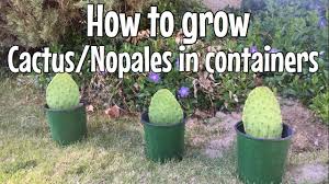 Prickly pears are easy to grow and will grow well in most areas of southern california. How To Grow Cactus Nopales In Containers Youtube