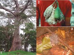 Image result for Ceiba pentandra