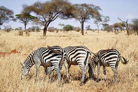 Where do plains zebras live? The African Zebra Visit Africa