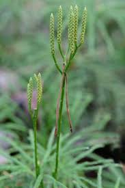 Image result for Dipcadi vaginatum