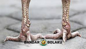 Meski Tidak Ada Jalu Yang Terlihat Tumbuh Ayam Dengan Jalu Lepek Menjadi Ayam Yang Sangat Ditakuti Karena Memiliku Pukulan Yang Keras Bera Ayam Bangkok Lepek