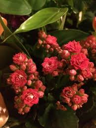 Kalanchoe Kalanchoe Blossfeldiana This Appears To Be A Kalanchoe Which Is A Common Gift Plant That Bears C In 2020 Kalanchoe Blossfeldiana Plant Gifts Pink Flowers