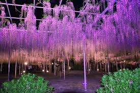 This Draping Wisteria Looks Like Purple Rain Will Leave You Dazzled Wisteria Tunnel Japan Wisteria Ashikaga