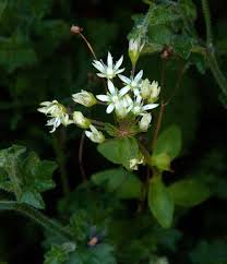 Image result for Crassula alticola