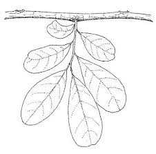 Image result for Hexalobus monopetalus