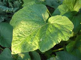 Plants squash plant green creative picture nature high definition pictures leaves flower flowers growth insect soil ladybug background high definition picture fresh garden care macro leaf exquisite pictures food sky summer seedlings practical picture green leaves flora land spring drops of water. More Squash Practice Differentiating Squash Species Squash Practice