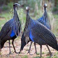 Is your network connection unstable or browser. Guinea Fowl The Best Security Guard You Can Employ Cgtn