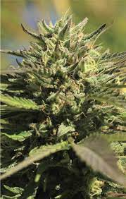 The kush landrace, named after these mountains, has a rich history worth exploring. Og Kush Von Humboldt Seed Company Cannabis Sorten Infos