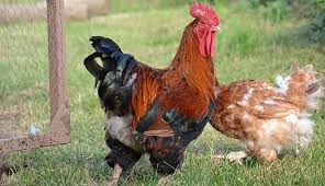 So, it's important to catch and stop this behavior quickly after you notice it. Chicken Feather Loss Has Causes Other Than Molting