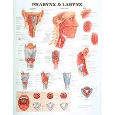 anatomical chart pharynx and larynx