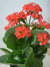 Kalanchoe Blossfeldiana Flaming Katy World Of Succulents Kalanchoe Blossfeldiana Kalanchoe Flowers Plants