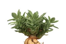 Image result for Monadenium lugardiae