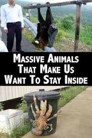 Massive Animals That Make Us Want To Stay Inside Cute Funny Animals Animal Jokes Interesting Animals