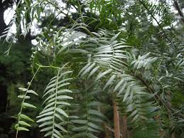 Image result for Schinus molle