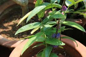 Image result for Memecylon sp. C