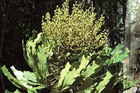 Image result for Astropanax abyssinicus