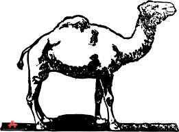 51 images camel clipart black and white. Pin On Aceites