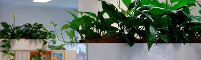See more ideas about indoor plants, plants, house plants. Buy Or Hire Indoor Plants From Ieq Indoor Plants Which Is Better