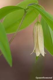 Image result for Clutia sessilifolia