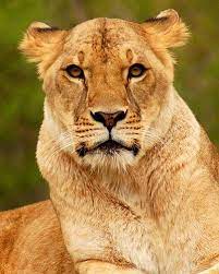 Female Lion Female Lion Beautiful Cats Animals Beautiful