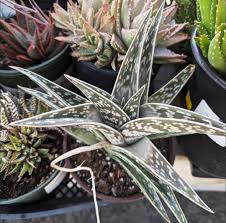 Image result for Aloe canis