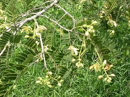 It is brown to dark brown in color. Tamarind World Crops Database Tropical Fruits