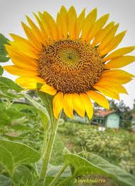 Cara menanam bunga matahari nggak perlu jauhjauh ke destinasi wisata untuk bisa foto bareng bunga matahari, foto di halaman rumah sendiri pun bisa! Sulitkah Menanam Bunga Matahari