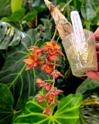 Image result for Calyptrochilum christyanum