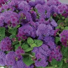 Image result for Ageratum