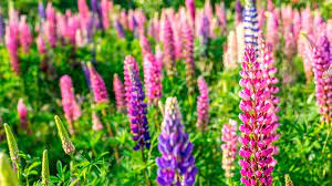 Da lupinen giftige alkaloide enthalten, müssen die samen etwa 14 tage in salzlake eingelegt werden, bevor man sie essen kann. Lupinen Giftig Lupinen Sind Das Heimische Soja Wissenswertes Uber Lupinen Bayern 1 Radio Br De
