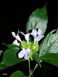 Image result for Barleria setosa