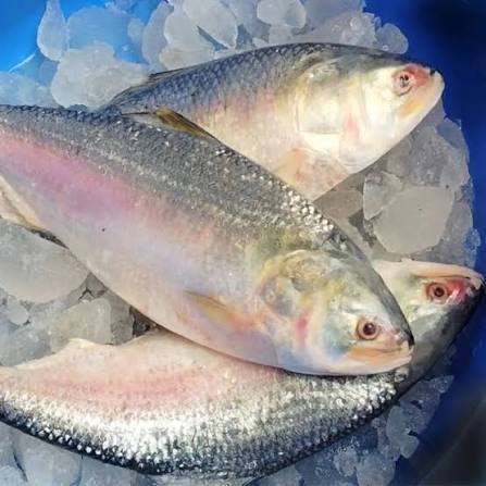 Hilsa Whole Fish 1.5–1.6 Kg | Fresh Ilish for Authentic Curries – Pick Fresh Fish