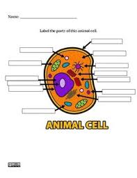 Jun 25, 2021 · cell biology and toxicology is an international journal which publishes papers of high scientific standard in the areas of cell biology, genetic, molecular and cellular toxicology. 29 Cells Ideas Animal Cell Animal Cell Project Cells Project