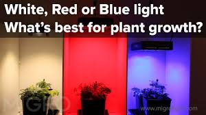 Check spelling or type a new query. The Effect Of Red Blue And White Light On Plant Growth Setup Of The Experiment Youtube