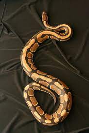Normal Male Ball Python Overhead Pet Snake Ball Python Cute Snake
