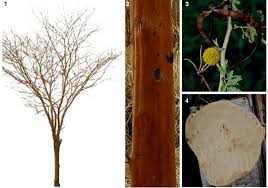 Image result for Acacia seyal