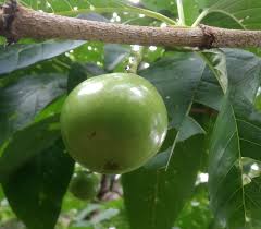 Image result for Vangueria madagascariensis