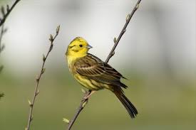 Bird On The Run Pittsburgh Pa Yellowhammer Bruant Jaune Photo By Realmantis Bruant Most Beautiful Birds Beautiful Birds