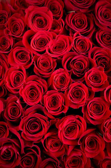 2,900+ Bed Of Roses Stock Photos and Royalty-Free Pictures - iStock